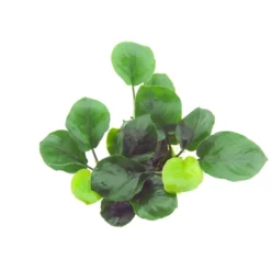 Best Tropica Akvarieplante i potte Anubias barteri Coin Leaf Akvarieplanter