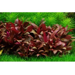 Discount Tropica Alternanthera reineckii sp. Mini 1-2-GROW x 3 Akvarieplanter