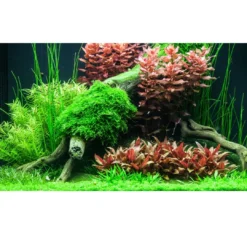 Discount Tropica Alternanthera reineckii sp. Mini 1-2-GROW x 3 Akvarieplanter