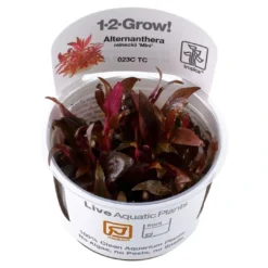 Discount Tropica Alternanthera reineckii sp. Mini 1-2-GROW x 3 Akvarieplanter
