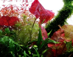 Discount Tropica Alvarieplante i potte Nymphaea lotus zenkeri Akvarieplanter