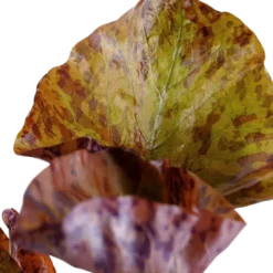 Discount Tropica Alvarieplante i potte Nymphaea lotus zenkeri Akvarieplanter