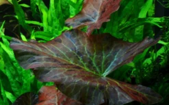 Discount Tropica Alvarieplante i potte Nymphaea lotus zenkeri Akvarieplanter