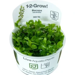 Online Tropica Bacopa caroliniana 1-2-GROW Akvarieplanter