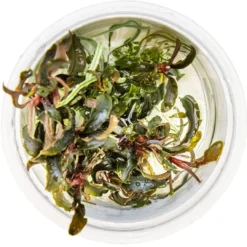Best Tropica Bucephalandra Kedagang 1-2-Grow Akvarieplanter