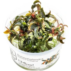 Best Tropica Bucephalandra Kedagang 1-2-Grow Akvarieplanter