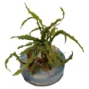 Clearance Tropica Cryptocoryne Crispatula 1-2-GROW Akvarieplanter