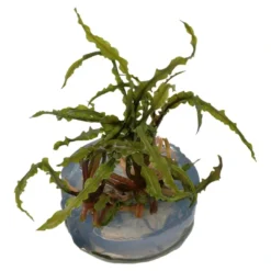 Clearance Tropica Cryptocoryne Crispatula 1-2-GROW Akvarieplanter