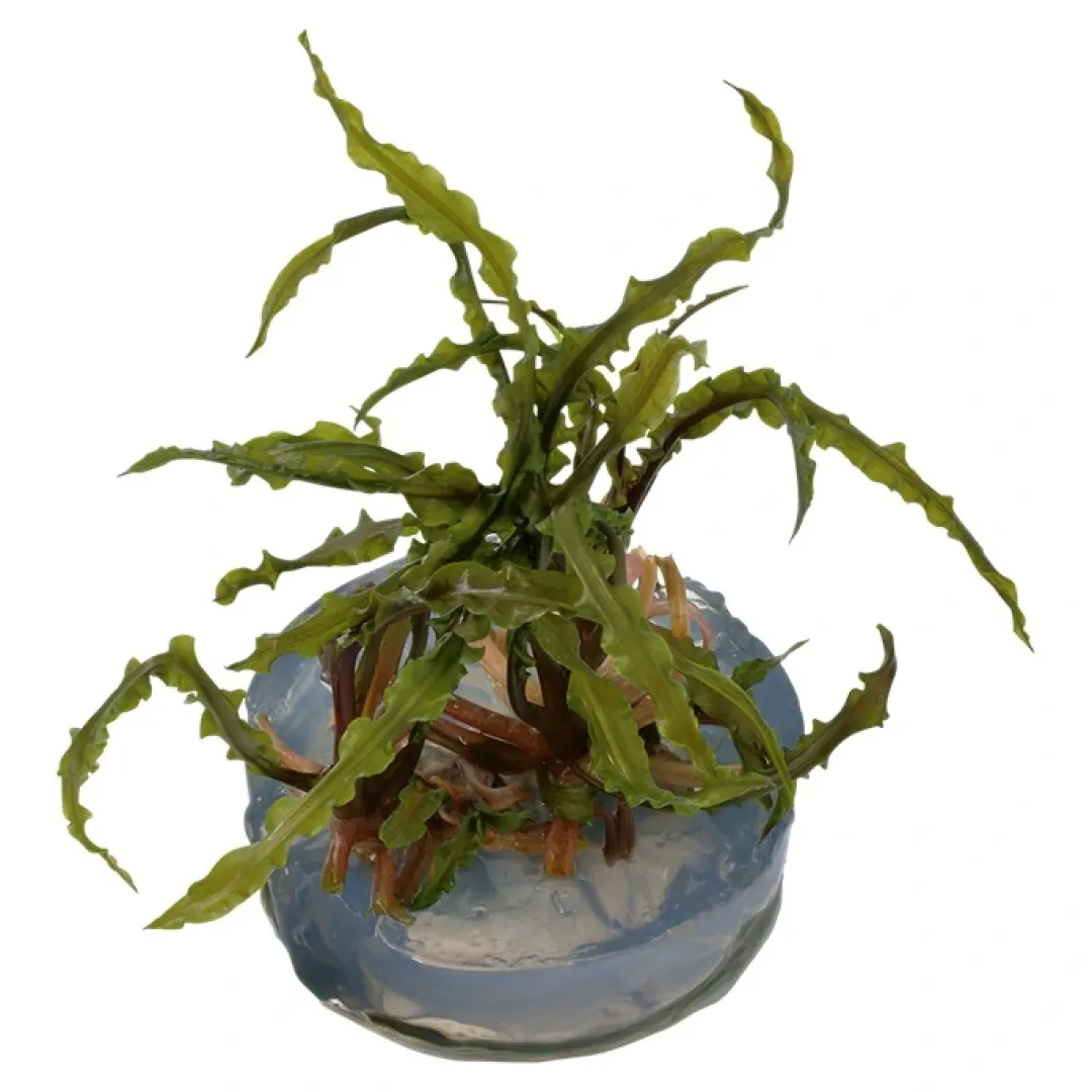 Clearance Tropica Cryptocoryne Crispatula 1-2-GROW Akvarieplanter
