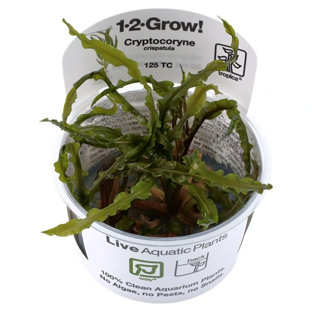 Clearance Tropica Cryptocoryne Crispatula 1-2-GROW Akvarieplanter