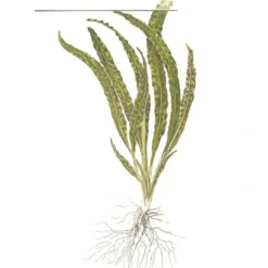 Clearance Tropica Cryptocoryne Crispatula 1-2-GROW Akvarieplanter