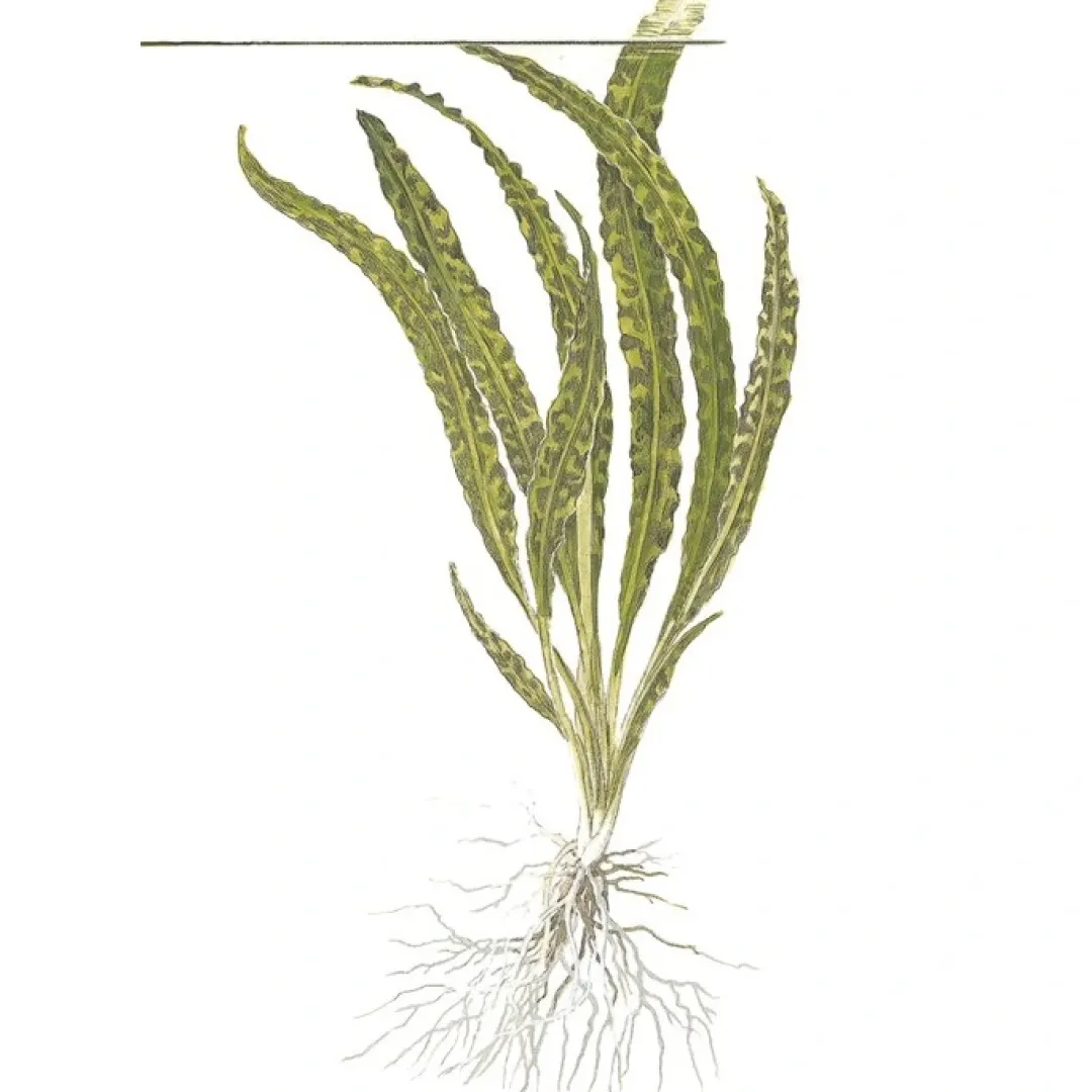 Clearance Tropica Cryptocoryne Crispatula 1-2-GROW Akvarieplanter