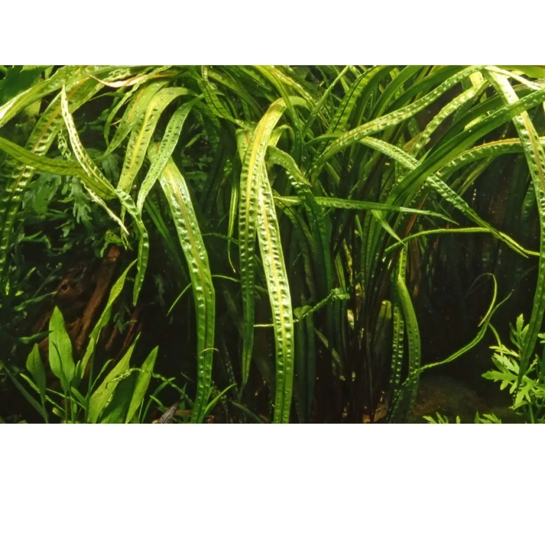 Clearance Tropica Cryptocoryne Crispatula 1-2-GROW Akvarieplanter