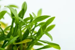 Tropica Cryptocoryne parva 1-2-GROW Akvarieplanter