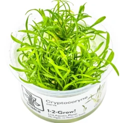 Tropica Cryptocoryne parva 1-2-GROW Akvarieplanter