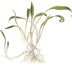 Tropica Cryptocoryne parva 1-2-GROW Akvarieplanter