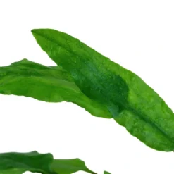 Discount Tropica Cryptocoryne Wendtii Green 1-2-GROW Akvarieplanter