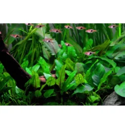 Discount Tropica Cryptocoryne Wendtii Green 1-2-GROW Akvarieplanter