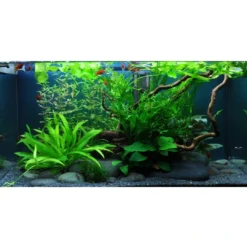Discount Tropica Cryptocoryne Wendtii Green 1-2-GROW Akvarieplanter