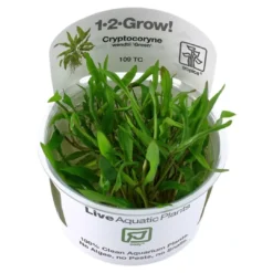 Discount Tropica Cryptocoryne Wendtii Green 1-2-GROW Akvarieplanter