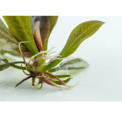 Best Tropica Echinodorus Reni 1-2-GROW x 3 Akvarieplanter