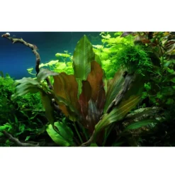 Best Tropica Echinodorus Reni 1-2-GROW x 3 Akvarieplanter