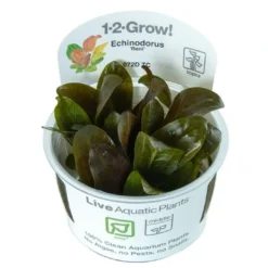 Best Tropica Echinodorus Reni 1-2-GROW x 3 Akvarieplanter