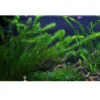 Tropica Egeria densa bundt plantestængler (Vandpest) Akvarieplanter