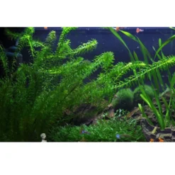 Tropica Egeria densa bundt plantestængler (Vandpest) Akvarieplanter