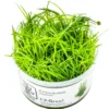 Sale Tropica Eriocaulon cinereum 1-2-Grow Akvarieplanter