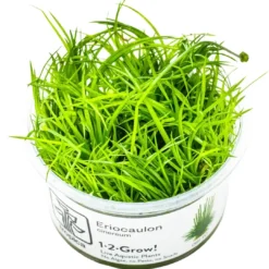 Sale Tropica Eriocaulon cinereum 1-2-Grow Akvarieplanter