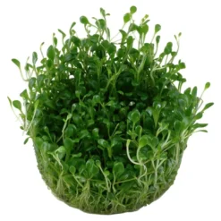 Clearance Tropica Glossostigma elatinoides 1-2-GROW x 3 Akvarieplanter