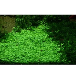 Clearance Tropica Glossostigma elatinoides 1-2-GROW x 3 Akvarieplanter