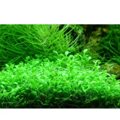 Clearance Tropica Glossostigma elatinoides 1-2-GROW x 3 Akvarieplanter