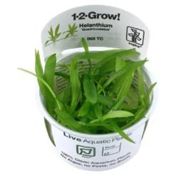 Outlet Tropica Helanthium Quadricostatus 1-2-GROW Akvarieplanter