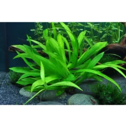 Outlet Tropica Helanthium Quadricostatus 1-2-GROW Akvarieplanter