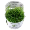 Clearance Tropica Helanthium tenellum Green 1-2-GROW Akvarieplanter
