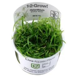 Clearance Tropica Helanthium tenellum Green 1-2-GROW Akvarieplanter