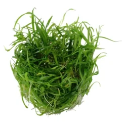 Clearance Tropica Helanthium tenellum Green 1-2-GROW Akvarieplanter