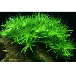 Discount Tropica Heteranthera zosterifolia 1-2-GROW x 3 Akvarieplanter