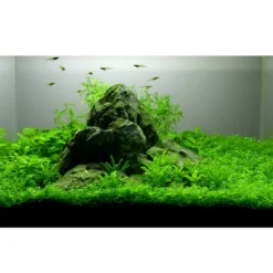 Discount Tropica Heteranthera zosterifolia 1-2-GROW x 3 Akvarieplanter