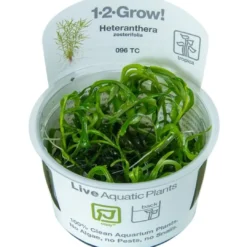 Discount Tropica Heteranthera zosterifolia 1-2-GROW x 3 Akvarieplanter