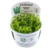 Tropica Hottonia Palustris 1-2-Grow Akvarieplanter