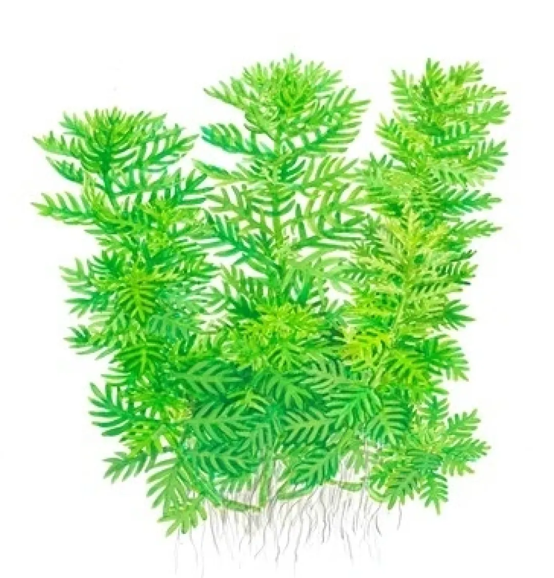 Tropica Hottonia Palustris 1-2-Grow Akvarieplanter