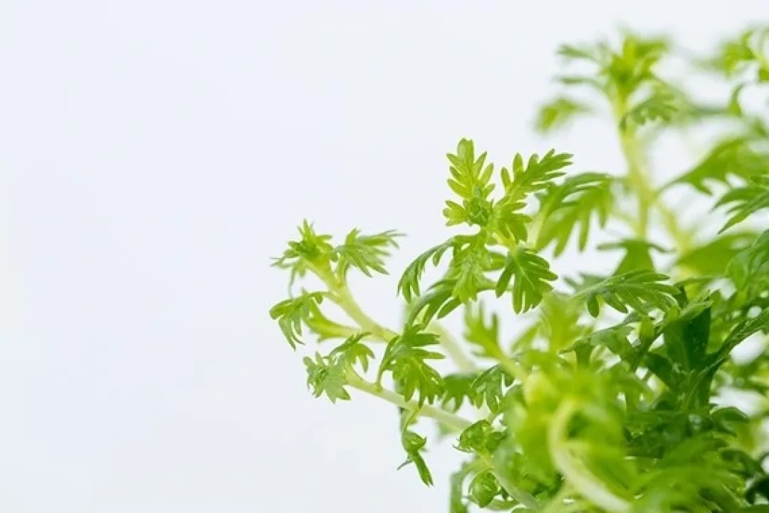 Tropica Hottonia Palustris 1-2-Grow Akvarieplanter