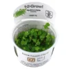 Tropica Hydrocotyle tripartita 1-2-GROW x 3 Akvarieplanter