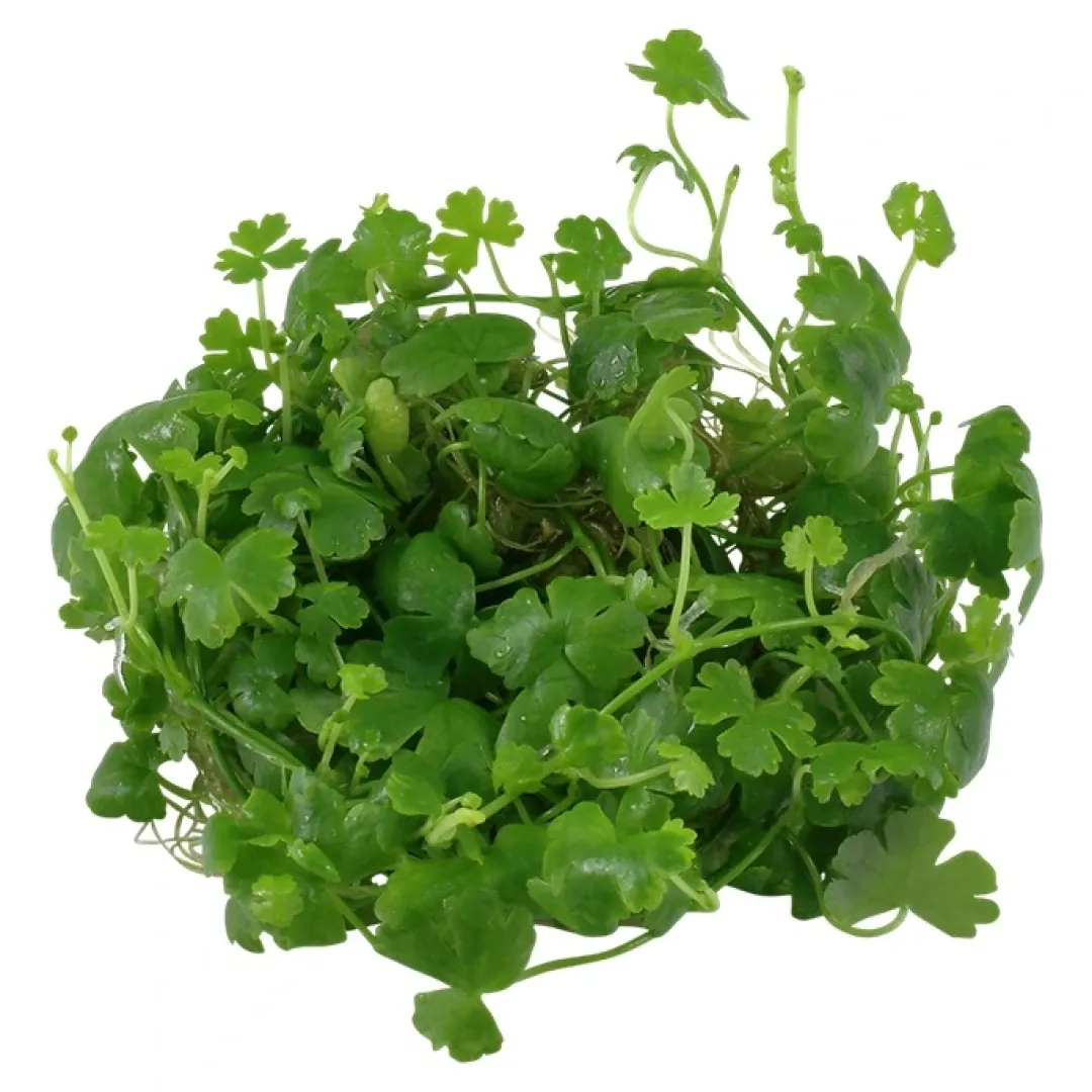 Tropica Hydrocotyle tripartita 1-2-GROW x 3 Akvarieplanter