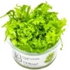 Best Tropica Hygrophila odora 1-2-Grow Akvarieplanter