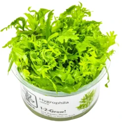 Best Tropica Hygrophila odora 1-2-Grow Akvarieplanter