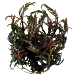 Online Tropica Hygrophila Pinnatifida 1-2-GROW Akvarieplanter